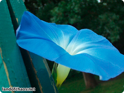 Morning Glory