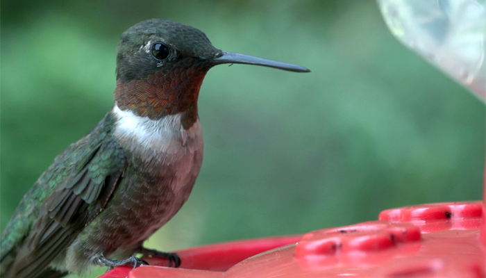 The Ruby-throated Hummingbird