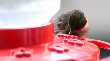 Stuck Humming Bird