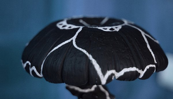 Saturnine Mushroom