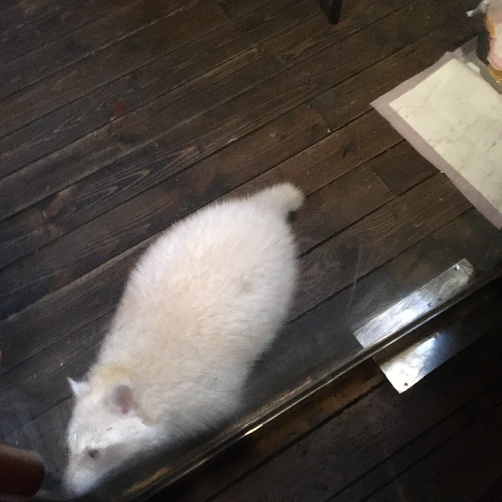 🇰🇷 Raccoon Cafe