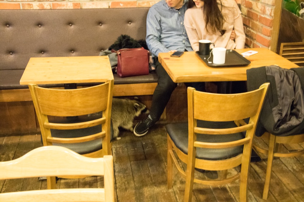 🇰🇷 Raccoon Cafe