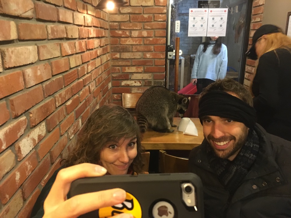 🇰🇷 Raccoon Cafe