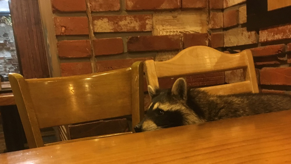 🇰🇷 Raccoon Cafe