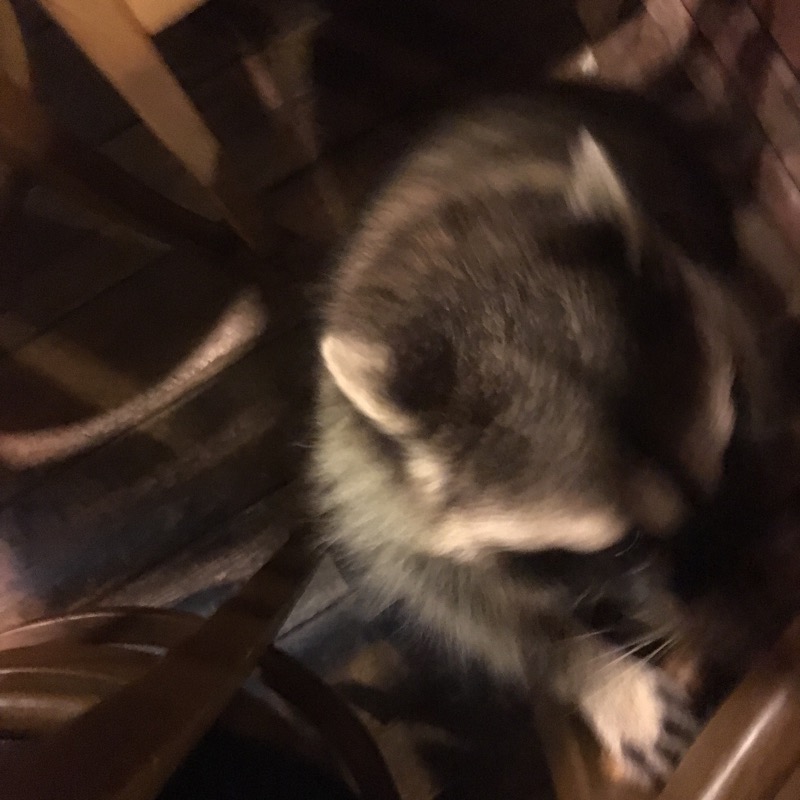 🇰🇷 Raccoon Cafe
